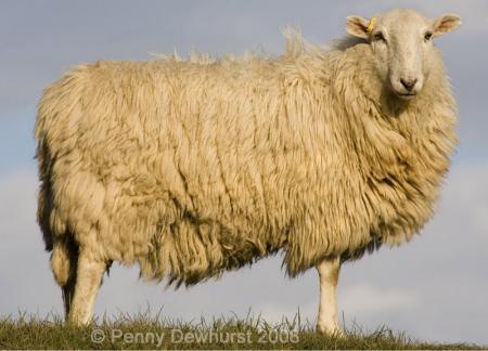 Sheepish Stare