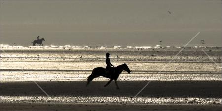 Horses on the beach