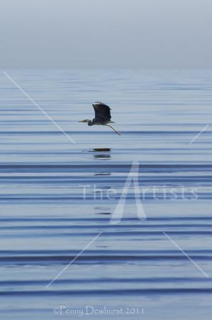 Heron taking early morning flight