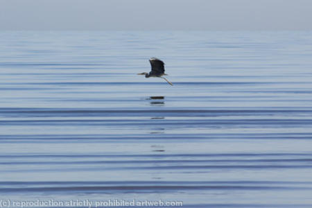 Heron in flight