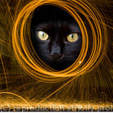 Cat-in-a-wheel - 
