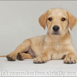 Charlie 1 - Photo