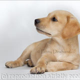 Charlie 2 - Photo