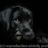 Harri 1 - 