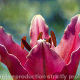 Pink lily - Photograph