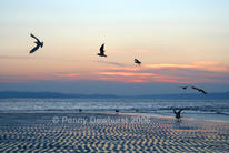 Flying gulls, Llanfairfechan