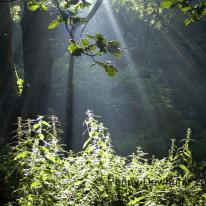 Nettles bathing in sunlight, Nant-y-coed woods