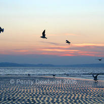 Flying gulls, Llanfairfechan