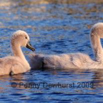 Cygnets