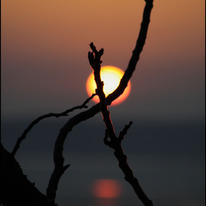 Sunset through branches