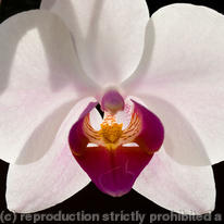 Orchid1