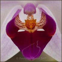 Orchid