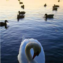 Swan on pond Llanfairfechan