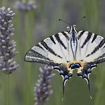 Butterfly Enjoying the lavender, Italy (4678)