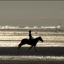 Horses on the beach