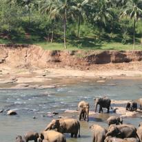 Watering Hole1 Sri Lanka