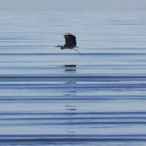 Heron taking early morning flight