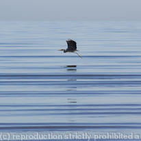 Heron in flight