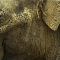 Elephant detail
