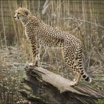 Leopard on watch