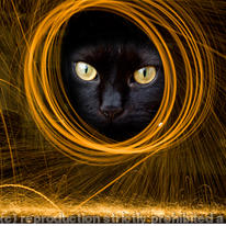 Cat-in-a-wheel