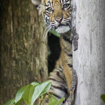 Peeping tiger cub