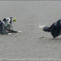Dog chasing ball 1