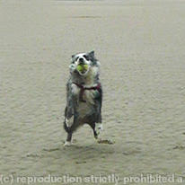 Dog chasing ball 3