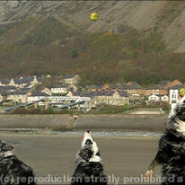 Dog chasing ball 4