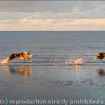 Dog chasing ball 5