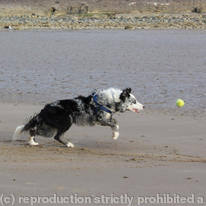 Dog chasing ball 7