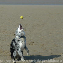 Dog chasing ball 8