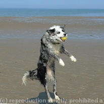 Dog chasing ball 9