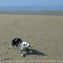 Dog chasing ball 10
