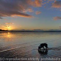 Collie at sunset
