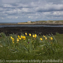  Church in the sea with tulips