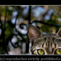 Curious Cat