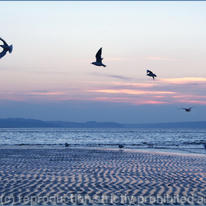 Gulls in flight, Llanfairfechan