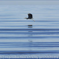 Heron