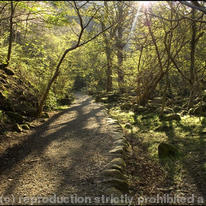 Nant-y-coed woods Llanfairfechan