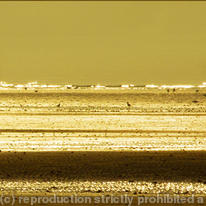 Horseride in golden sunshine