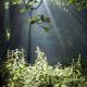 Nettles bathing in sunlight,… | | | Nettles bathing in sunlight,…