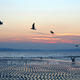 Flying gulls, Llanfairfechan