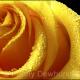 Yellow rose