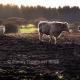 Cattle, Newborough,… | | | Cattle, Newborough,…