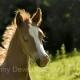 Foal | | | Foal