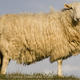 Sheepish Stare | | | Sheepish Stare