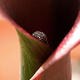 Zantedeschia Lily | | | Zantedeschia Lily