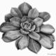Succulent