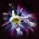 Purple poppy
